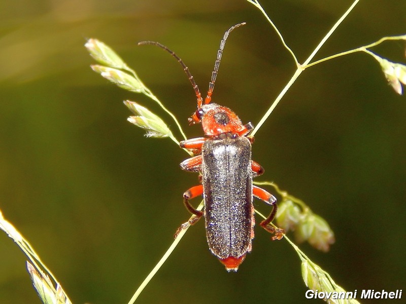 Cantharis rustica